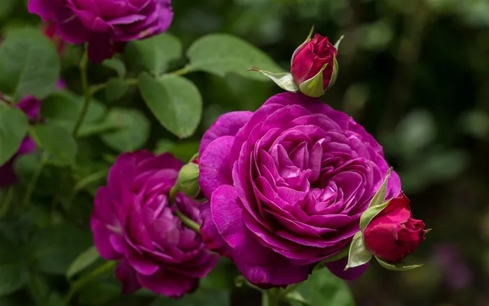 各种颜色的玫瑰花摄影图片