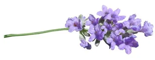 紫丁香 PNG免抠