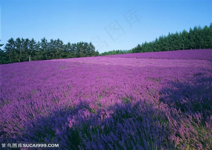 花海世界-树林间的紫色花海