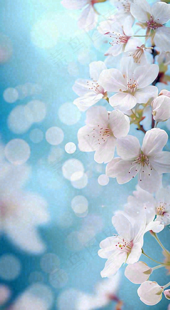 春天清新白色鲜花树枝，文艺新鲜浪漫摄影图
