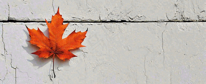 秋天红色秋叶简约特写，立秋秋分摄影图