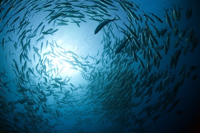 深海鱼群高清图片 菜鸟图库