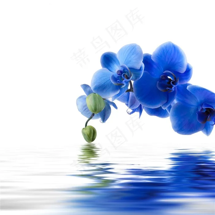 美丽的蓝色蝴蝶兰图片
