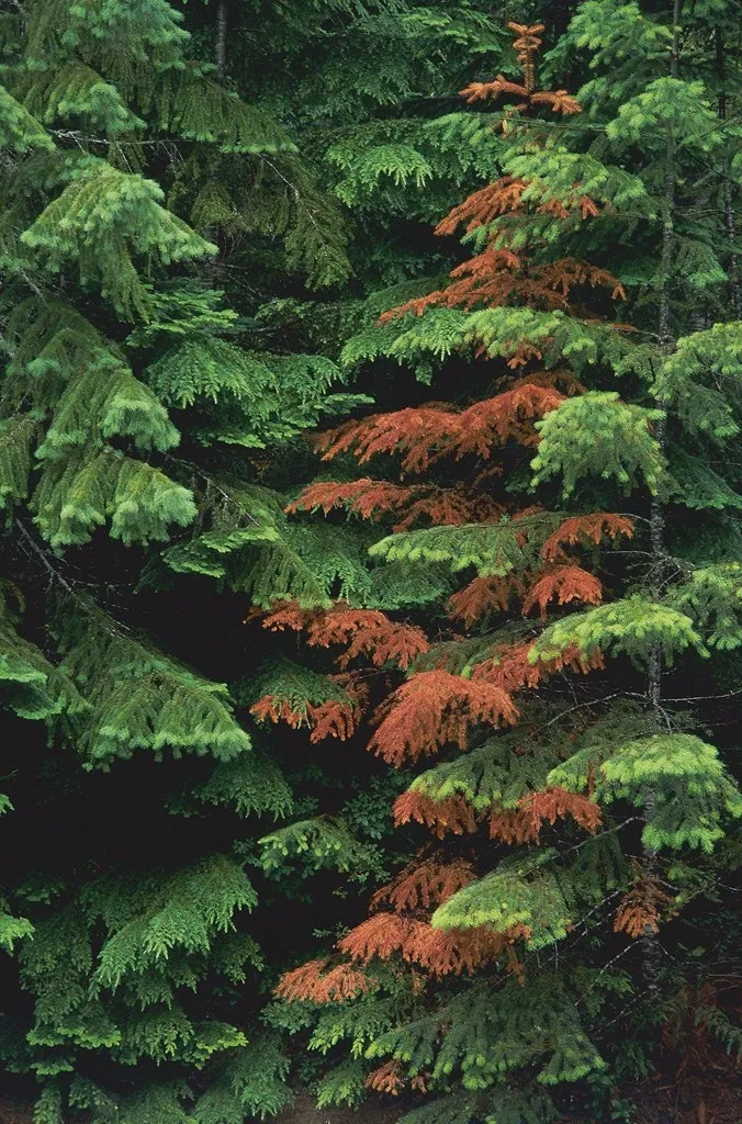 松树林间的红色枯松树