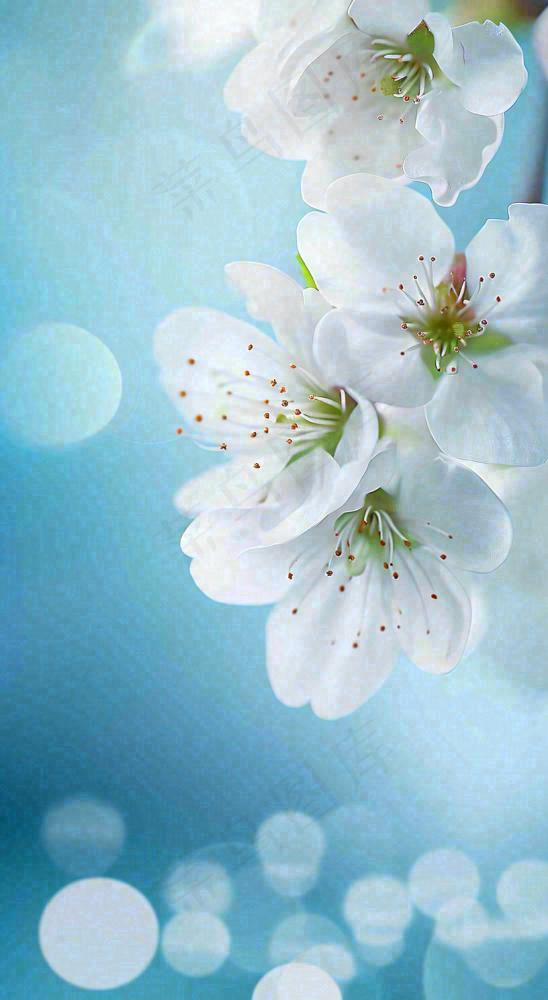 春天清新白色鲜花树枝，文艺新鲜浪漫摄影图