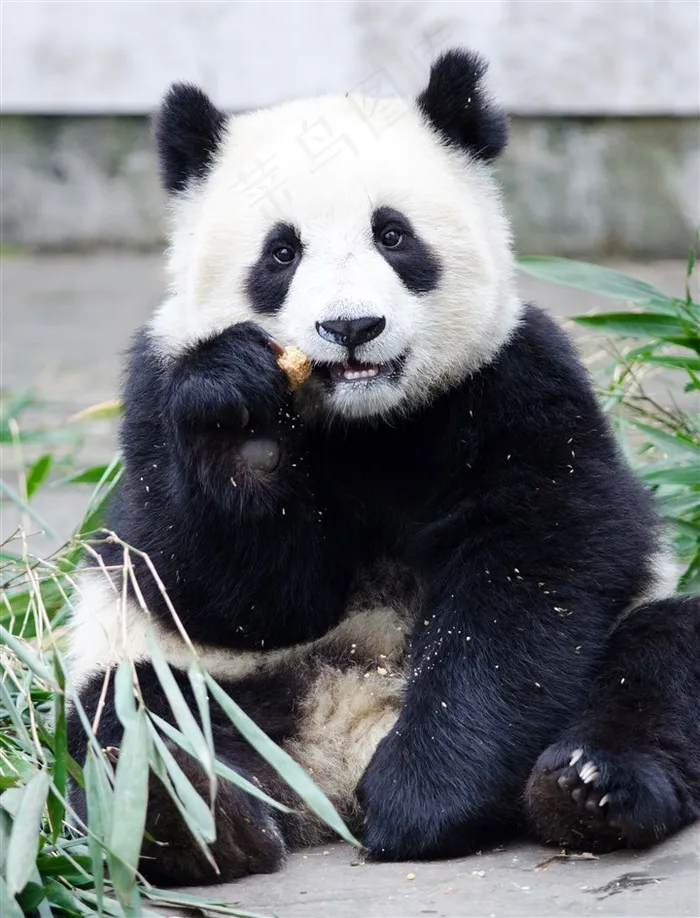 坐地上的大熊猫摄影素材