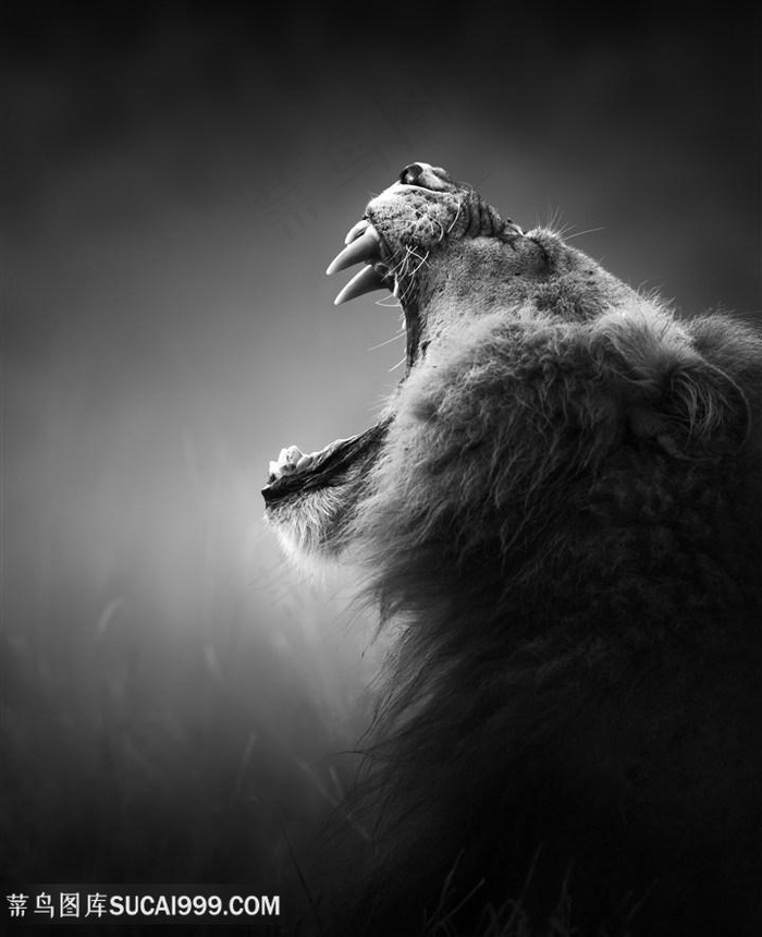 张嘴的狮子黑白特写高清图片 