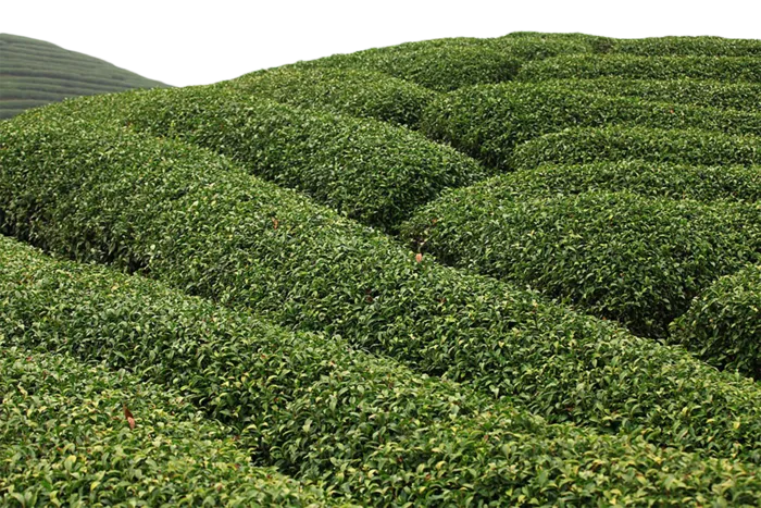 山茶树现代农业