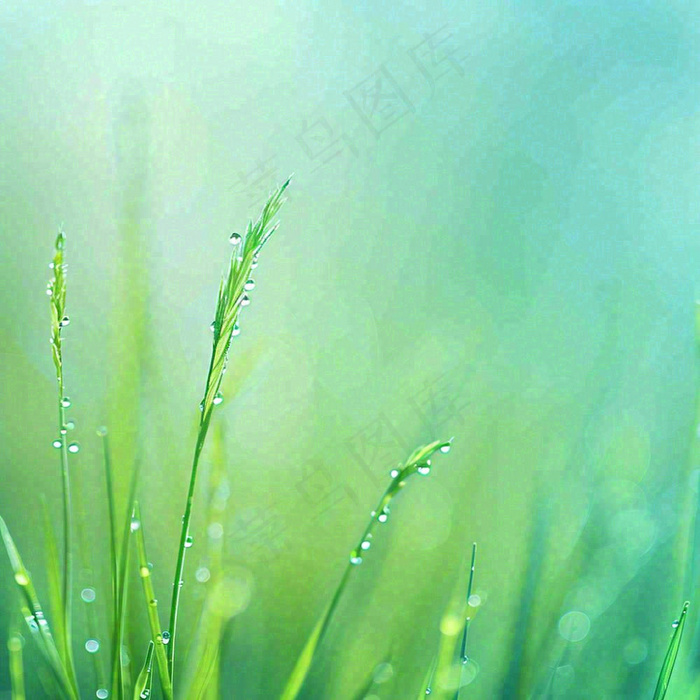 春天草地绿芽雨水露珠阳光，春分谷雨雨水白露摄影图