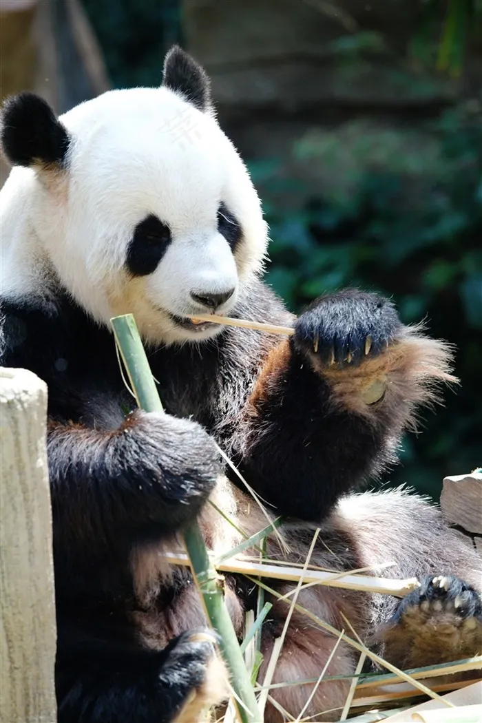 可爱的大熊猫动物摄影图片