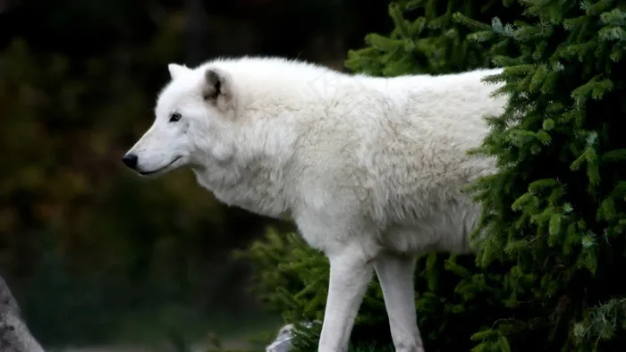 白狼犬霸气图片