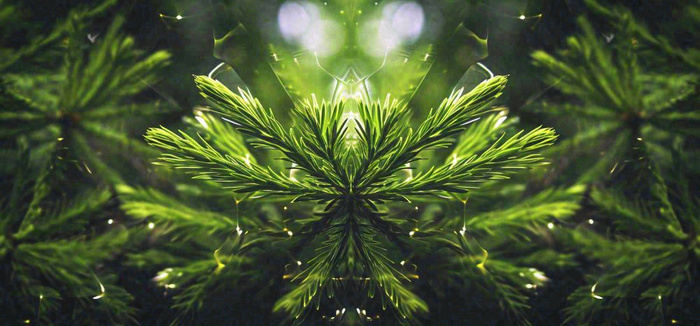 绿色绿植枝叶镜像镜头，新鲜生命力摄影图