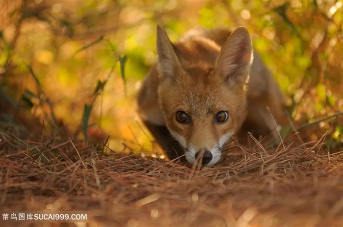 圆眼睛小狐狸图片