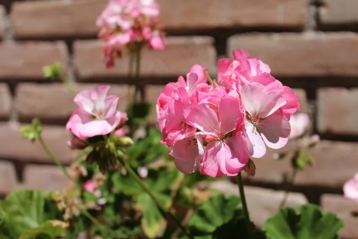 美丽粉色小花朵图片