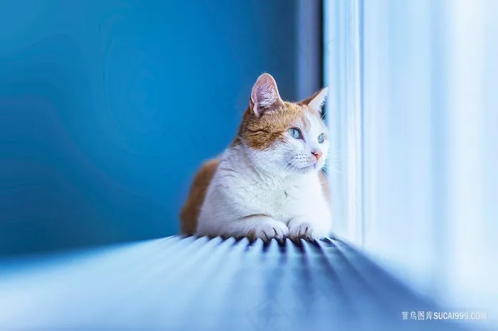 窗帘旁看窗外的猫咪图片