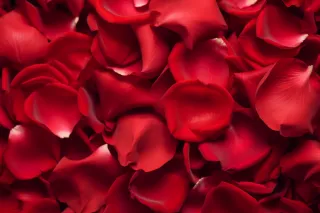 玫瑰花瓣摄影图