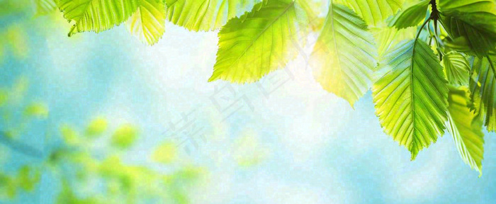 春天阳光绿叶嫩芽清新，立春春分摄影图