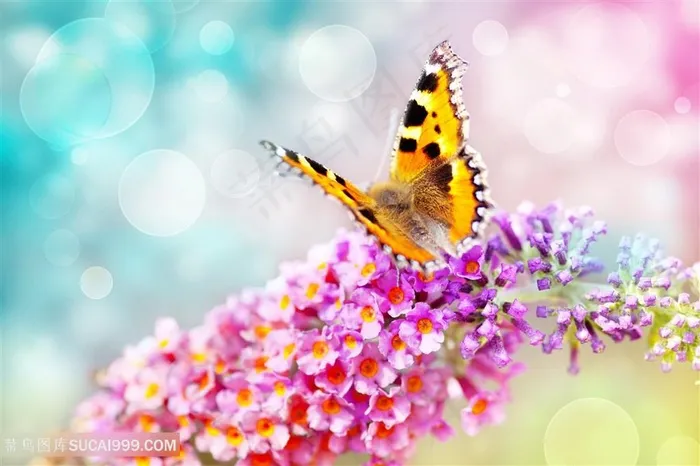 小皱菊上的蝴蝶图片昆虫图片