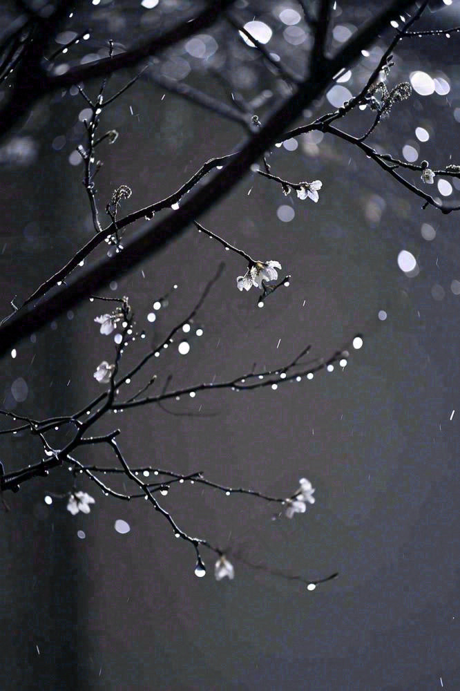 冬天雪花枝叶植物简约意境，冬季小雪大雪冬至摄影图