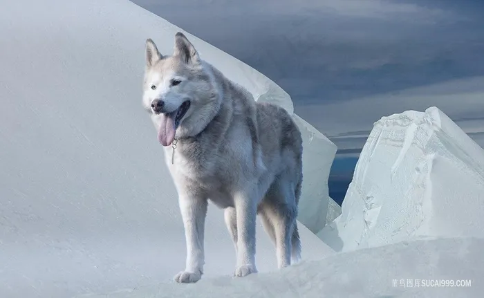 冰雪上的阿拉斯加雪橇犬狗狗图片