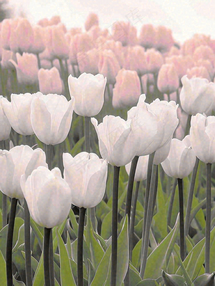 春天粉色郁金香花海绿叶温馨阳光，春分摄影图