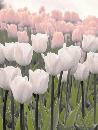 春天粉色郁金香花海绿叶温馨阳光，春分摄影图