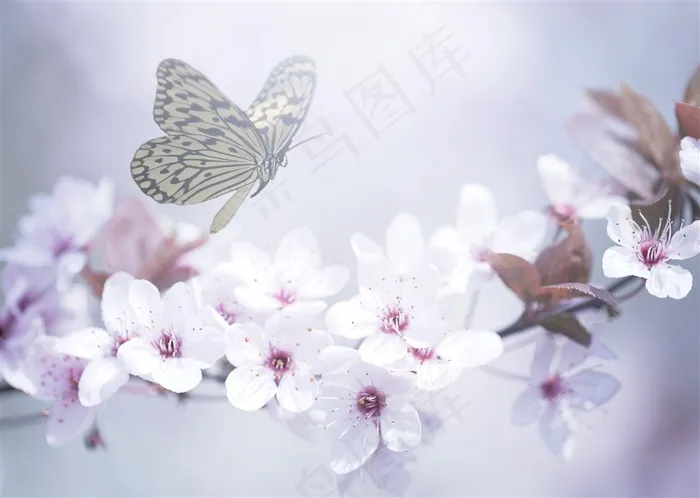 美丽的蝴蝶与花朵图片