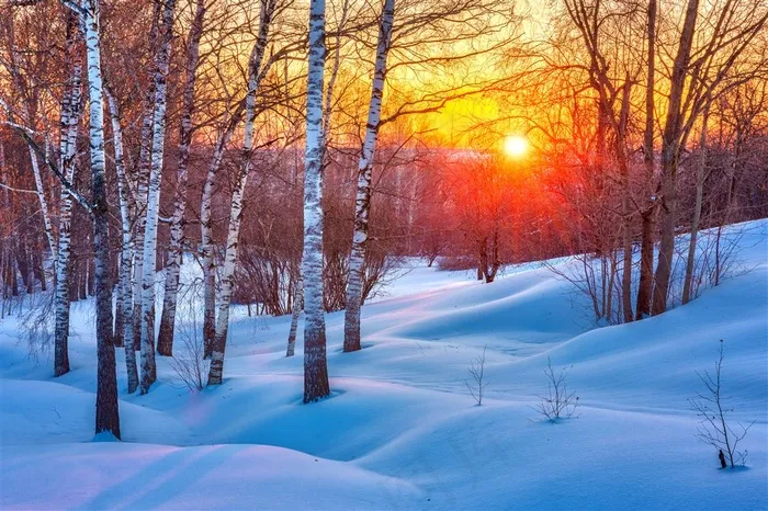 朝霞中的树林雪景高清风景图片
