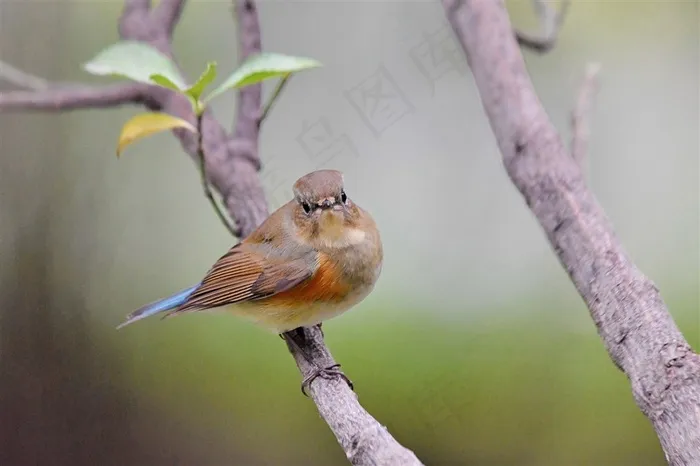 鸟类大全红胁蓝尾鸲摄影素材鸟图片