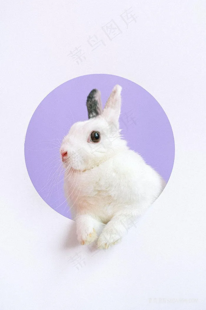 可爱小兔子形象图片