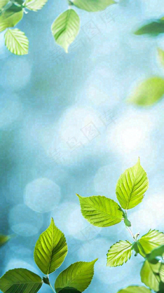 阳光明媚春天春意盎然嫩草，发芽，春分，立春摄影图