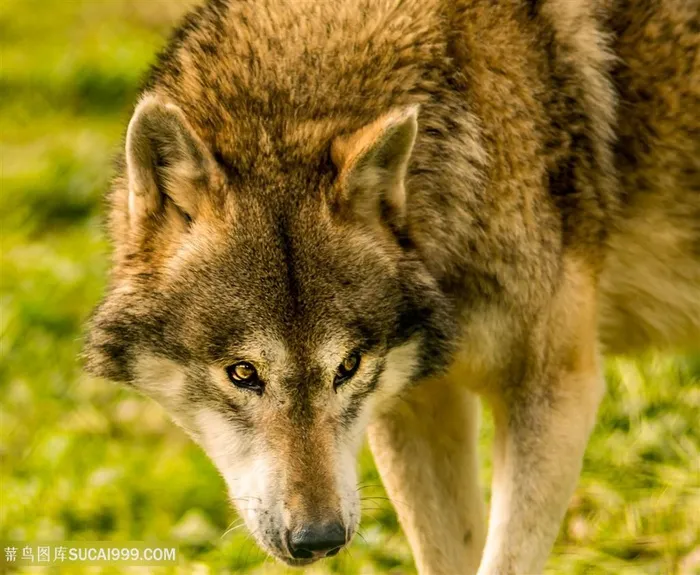 野生动物寻找猎物的狼图片