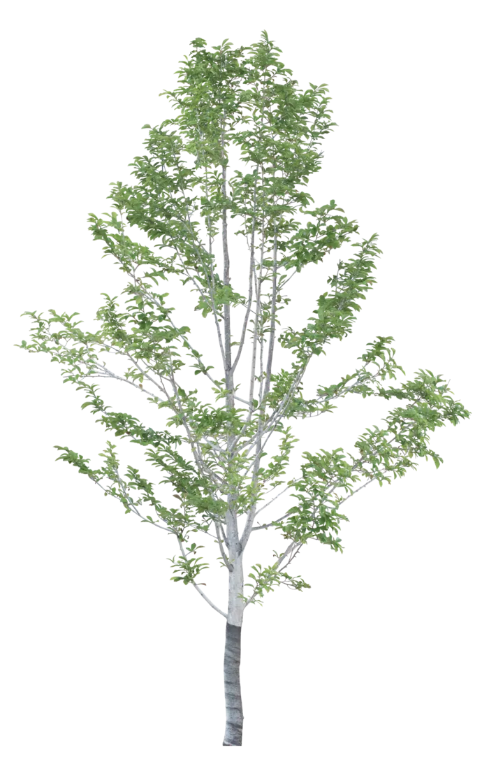 高清树木素材 免抠PSD植物素材 美术绘画园林贴图 树草灌木花草