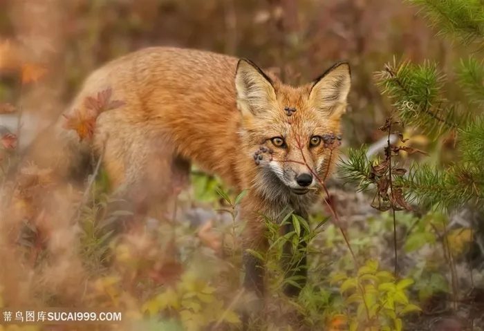 高清树丛中野生狐狸摄影图片动物大全