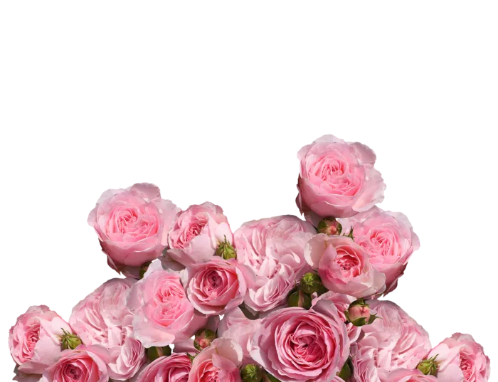 玫瑰 爱 婚礼 浪漫的 玫瑰花 粉色的 爱情符号 庆