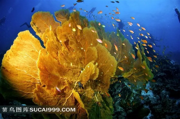 美丽海底珊瑚大图