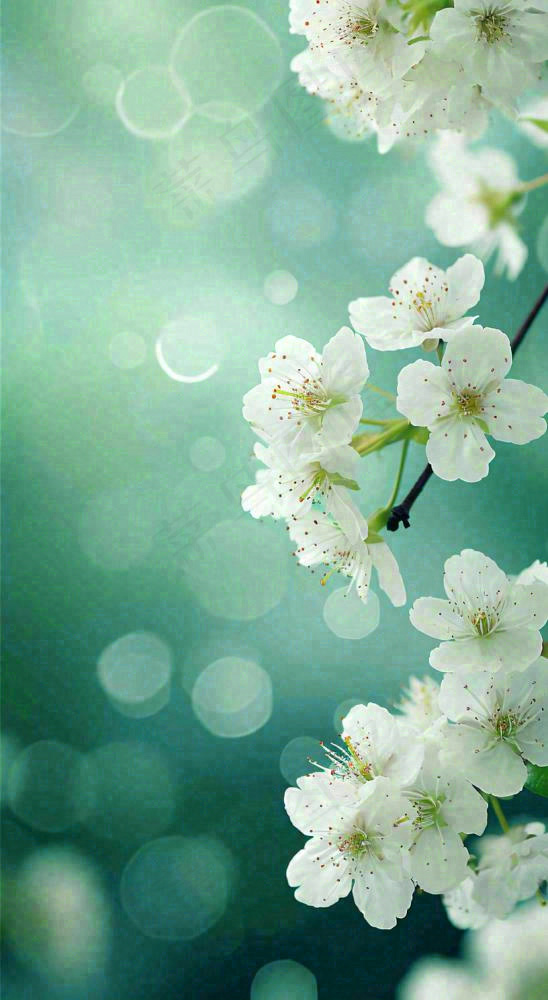 春天枝头上开满花朵，春分摄影图