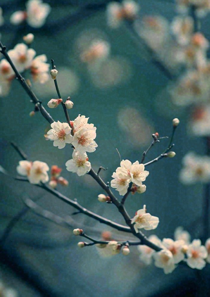 冬天浪漫白色花朵枝叶，冬季植物大雪小雪冬至新春摄影图