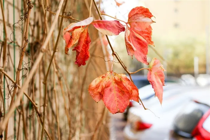 高清秋冬枯红树叶植物叶