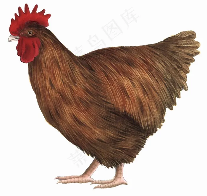 一只手绘褐色的母鸡
