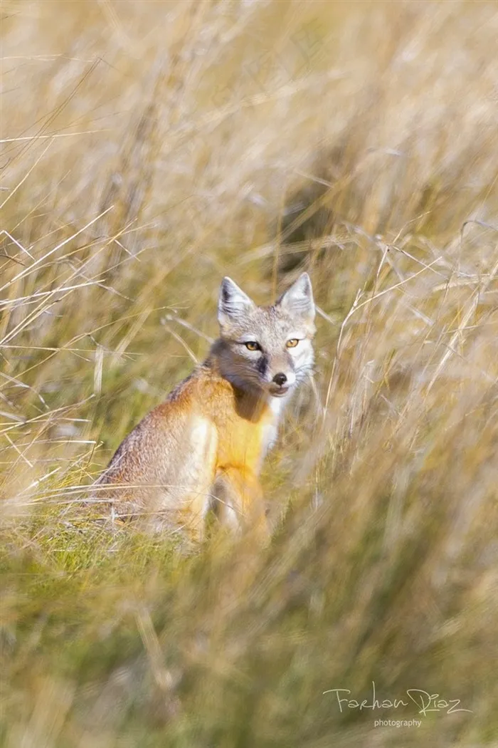 草丛的赤狐图片动物大全