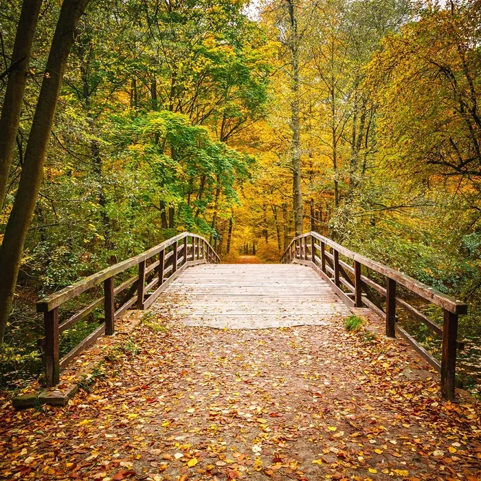 秋天树林小桥风景图片