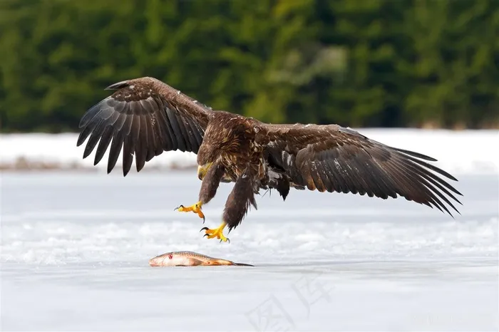 猎鹰捕食摄影图片