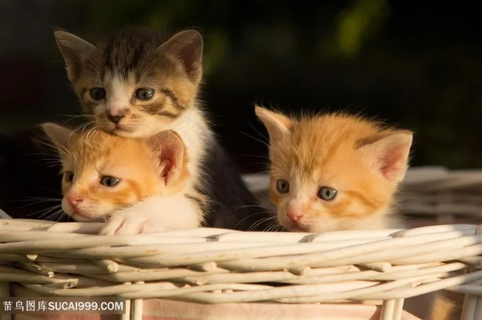 三只可爱的宠物猫咪图片
