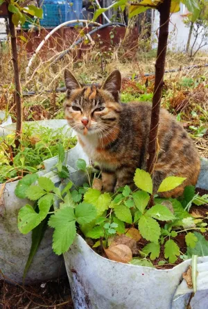 花盆中坐着的小花猫 菜鸟图库