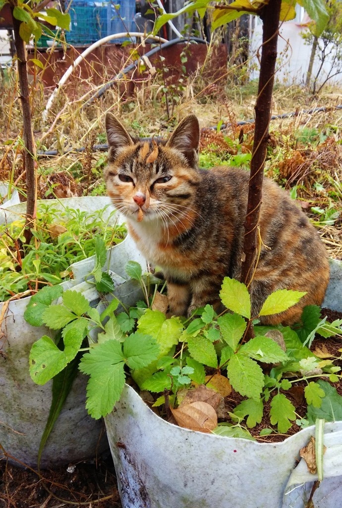 坐在花盆里的小花猫 菜鸟图库