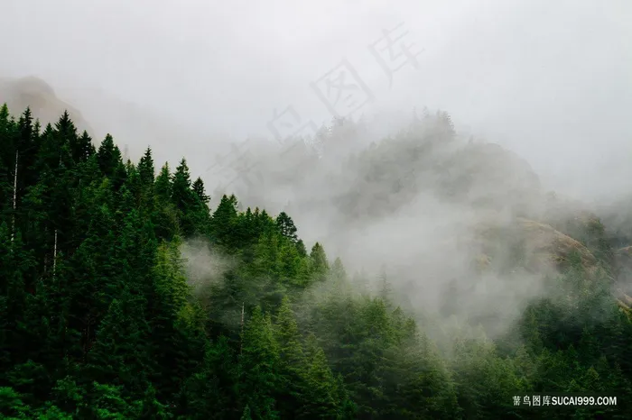 云雾缭绕的原始森林绿树
