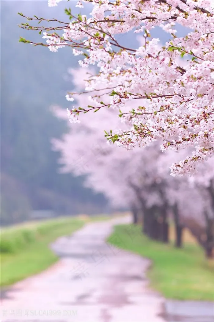 唯美路边樱花树高清图片