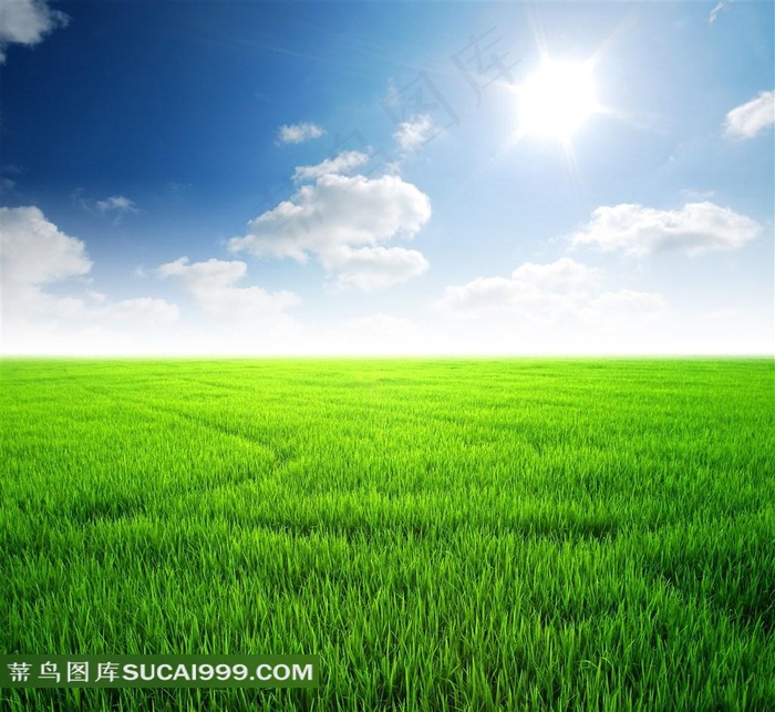 一望无际的翠绿草地风景图片