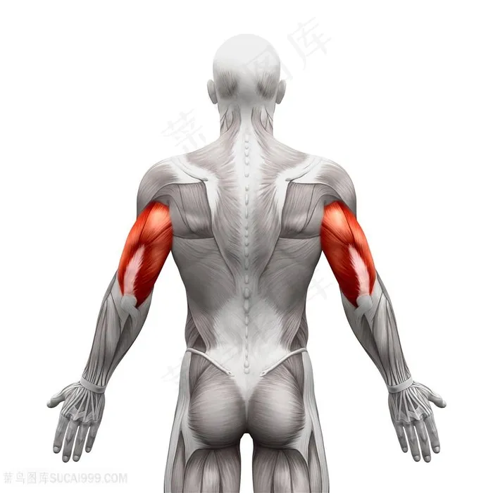背面人体结构图片人体器官图